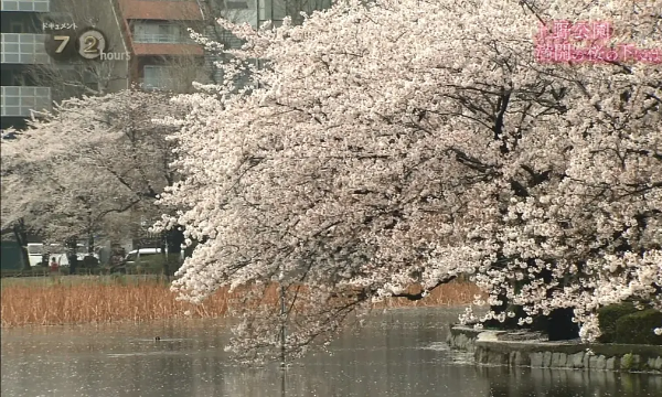 纪实72小时 上野公园 盛开的樱花